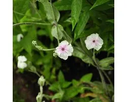 6 x Lychnis Coronaria 'Alba' - Lychnis coronaria 'Alba' godet 9cm x 9cm