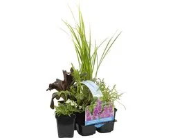 Bloomique - Set van 6 - Geurende Vijverplanten - Acorus - Geranium - Houttuynia - Mentha - Preslia - Zantedeschia - Vijverzone 1-2 - Hoogte 15-25 cm - Pot 9 cm