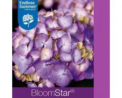 1x Hydrangea macrophylla 'Endless Summer Bloomstar Blue'® - Hortensia - Planthoogte 25-30 cm in pot