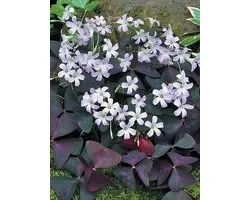 80x Lucky Clover 'Oxalis triangularis' - Bulbes à fleurs et plantes BULBi® avec garantie de floraison