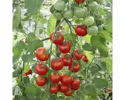 BIO-tomaten zaden - Zuckertraube-type