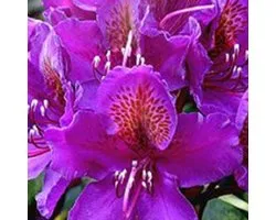 Rhododendron 'Marcel Menard' - 40-50 cm