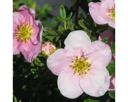 Potentilla Fruticosa 'Princess'  - Ganzerik|Vijfvingerkruid 25-30 cm in pot