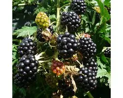 Mûrier sans épines - Rubus fruticosus 'Thornless Evergreen' - Arbuste 30-50 cm