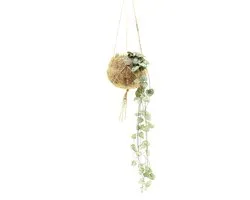 Kokodama Ceropegia Woodii - Hauteur 30cm - Pot 12cm