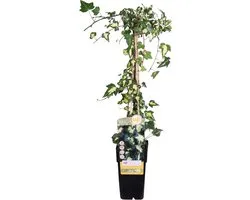 Hello Plants Hedera Colchica Dentata Variegata Klimop - Klimplant - Ø 15 cm - Hoogte: 65 cm