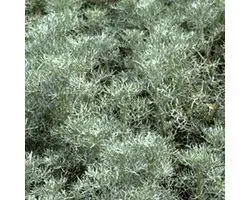 6 x Artemisia 'Powis Castle' - Artemisia 'Powis Castle' godet 9cm x 9cm