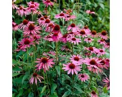 Rode zonnehoed (Echinacaea purpurea) - Roze Zonnehoed Magnus Roze - Echinacea - Vaste planten - Bijen-Vlinders - Snijbloemen - Zomerbollen
