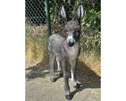 Goodyz- Boerderij dieren – Ezels - Ezel - 100 cm hoog - Kleur Grijs