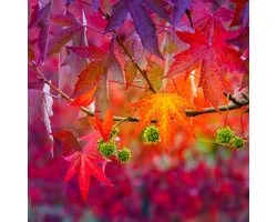 Liquidambar styraciflua, Amerikaanse amberboom, Hoogte 100cm, 1.5 liter pot