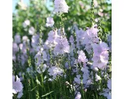 6x Griekse malva - Sidalcea ‘Elsie Heugh’ - Pot 9x9cm