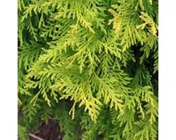 Thuja Orientalis 'Aurea Nana' - Thuya d'Orient 'Aurea Nana' 25-30 cm pot