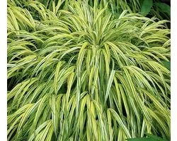 6 x Hakonechloa Macra 'Aureola' pot 9x9cm