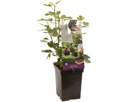 Ficus carica Brown Turkey | vijgenstruik | Ø 18 cm