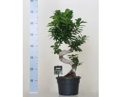 Ficus microcarpa ginseng bonsai S-model 70cm hoog