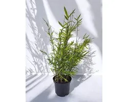 Fargesia Nitida Volcano bamboe - Set van 3 - 55+ cm in 2.5 Liter pot (18 cm diameter) - Winterhard - Groenblijvend - Nitida Bamboe - Fargesias - Bamboe planten - Snel groeiende planten - Voor tuin, haag, pot of solitair