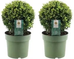 Les plantes de Frank | véritable plante de houx en forme sphérique | 2x bulbes d'Ilex crenata 'Jenny' | set de 2 pièces | 20 cm de diamètre | remplacement du buis | Chêne vert | plantes de jardin | buis | plantes d'automne