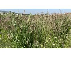 Wadi - Veldbloemenmengsel meerjarig - 100gr. - Advanta