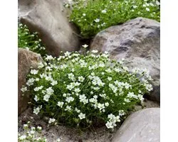 6 x Mur Primaire ou Vert Mousse - Couvre-sol Wintergreen - Sagina subulata en pot de 9x9cm avec hauteur 5-10cm