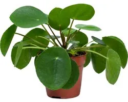 Bloomique - Pilea Peperomioides - Pannenkoekenplant - Kamerplanten - Luchtzuiverend - Diervriendelijk - Hoogte 15-20 cm - Pot 12 cm