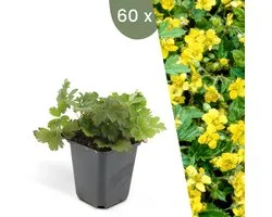 Plants by Frank | 60 Goudaardbei planten | Waldsteinia ternata | Winterharde bodembedekker planten | tuinplanten | Winterharde vaste planten meerjarig | Winterharde tuinplanten
