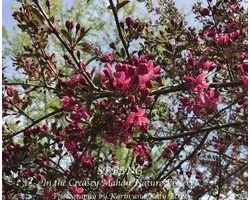 Spring in the Creasey Mahan Nature Preserve