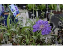 6x Scabiosa caucasica ‘Perfecta’ - Duifkruid - Pot 9x9 cm