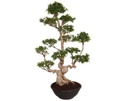 Ficus Microcarpa Multi Branched 170 cm – Kamerplant – Vers Van De Kweker – Potmaat Ø60 cm