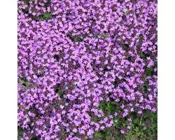 6 x Thymus Praecox 'Coccineus' - Thym précoce 'Coccineus' godet 9cm x 9cm