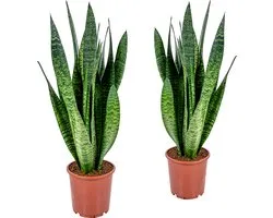 Bloomique - Lot de 2 - Sansevieria Zeylanica - Langue de belle-mère - Plantes d’intérieur - Dépolluantes - Très facile d’entretien - Hauteur 50-70 cm - Pot 17 cm