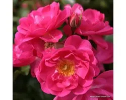 Kordes Rigo-roos - Rosa 'Neon'® - Plant-o-fix 20-30 cm