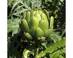 BIO Artisjok zaden - Artisjok Imperial Star