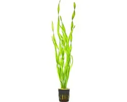 AQUAlook Vallisneria Asiatica | Visvallisneria | en pot de 5 cm