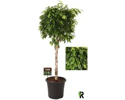 Ficus Benjamina Columnar op stam in sierpot 140 cm – Kamerplant – Vers Van De Kweker – Potmaat Ø32 cm