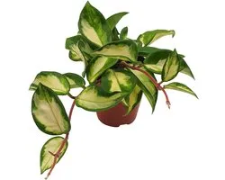 Hoya Carnosa 'Tricolor' - Hoogte 10cm - Pot 9cm