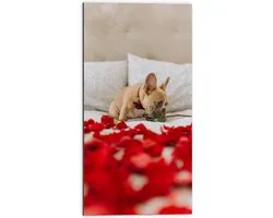 WallClassics - Dibond - Chien au lit avec pétales de rose rouges - Bouledogue français - 50x100 cm Photo sur aluminium (Décoration murale en métal)