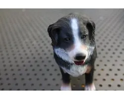 Berner Sennen Hond beeld