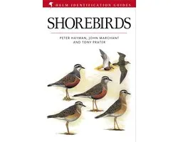 Shorebirds