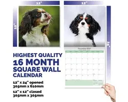 Cavalier King Charles Spaniel Kalender 2027