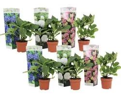 Plant in a Box - Hydrangea macrophylla 'Early Blue', 'Early Pink', 'Wudu' - Hortensia - Mix van 6 - Pot 10,5cm - Hoogte 25-40cm
