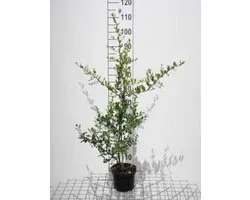 Pyracantha cocc. 'Red Column' - Buisson ardent 60-80 cm | pot de 2 litres