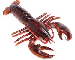 Kreeft Speelfiguur - Zeefiguur Zeedier - Ontdekken van de natuur - Handbeschilderd realistisch - 2320 cm - Meerkleurig
