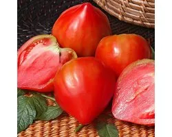 Bio tomaten zaden - Vleestomaat Coeur de Boeuf