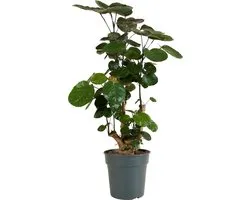 Bloomique - Polyscias Fabian - Aralia - Kamerplanten - Luchtzuiverend - Diervriendelijk - Gemakkelijk in onderhoud - 80-100cm Hoog - Pot 21cm