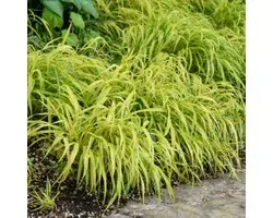 Hakonegras 'Aureola' (Hakonechloa macra x aureola) - Hakonechloa macra Aureola – Japans siergras - Grassen/kruiden - Groenblijvend - Vaste planten