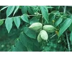 Noyer - Juglans cinerea - Jardinage - Facile à cultiver - 3 pièces - Blanc