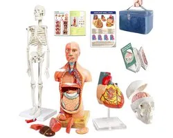 Model torso skelet hart halve grootte schedel met hersenen modellen, buste anatomie model bundel set van 4 hands-on 3D model study tools voor medische studenten, onderwijsset voor kinderen