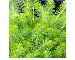 Moerings Myriophyllum Crispata | Vederkruid | In 11x11CM Mand