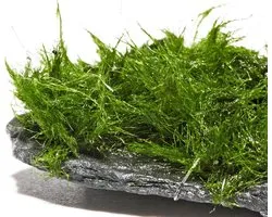 Garnelio - Nano ScapeRock - Aegagropila linnaei