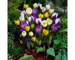 Boerenkrokus (Crocus Tommasinianus) - Krokus Botanisch Gemengd - Crocus - Bijen-Vlinders - Voorjaarsbollen - bloeit in Februari / Maart